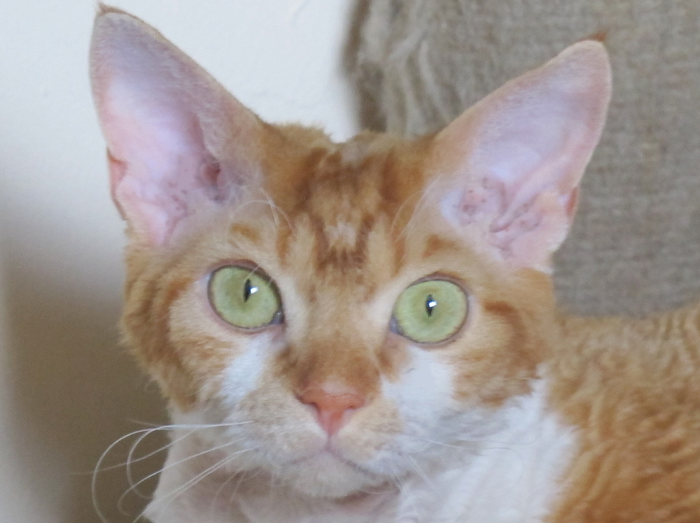Danny Curly Clown ,Devon Rex male cat.Red with white classic tabby